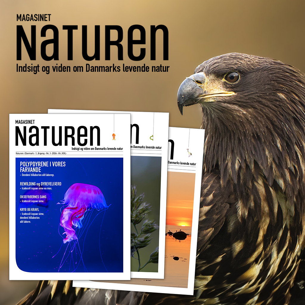 Журнал Naturen: Новый визуальный журнал о дикой природе Дании